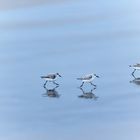 Der Sanderling ...