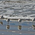 Der Sanderling