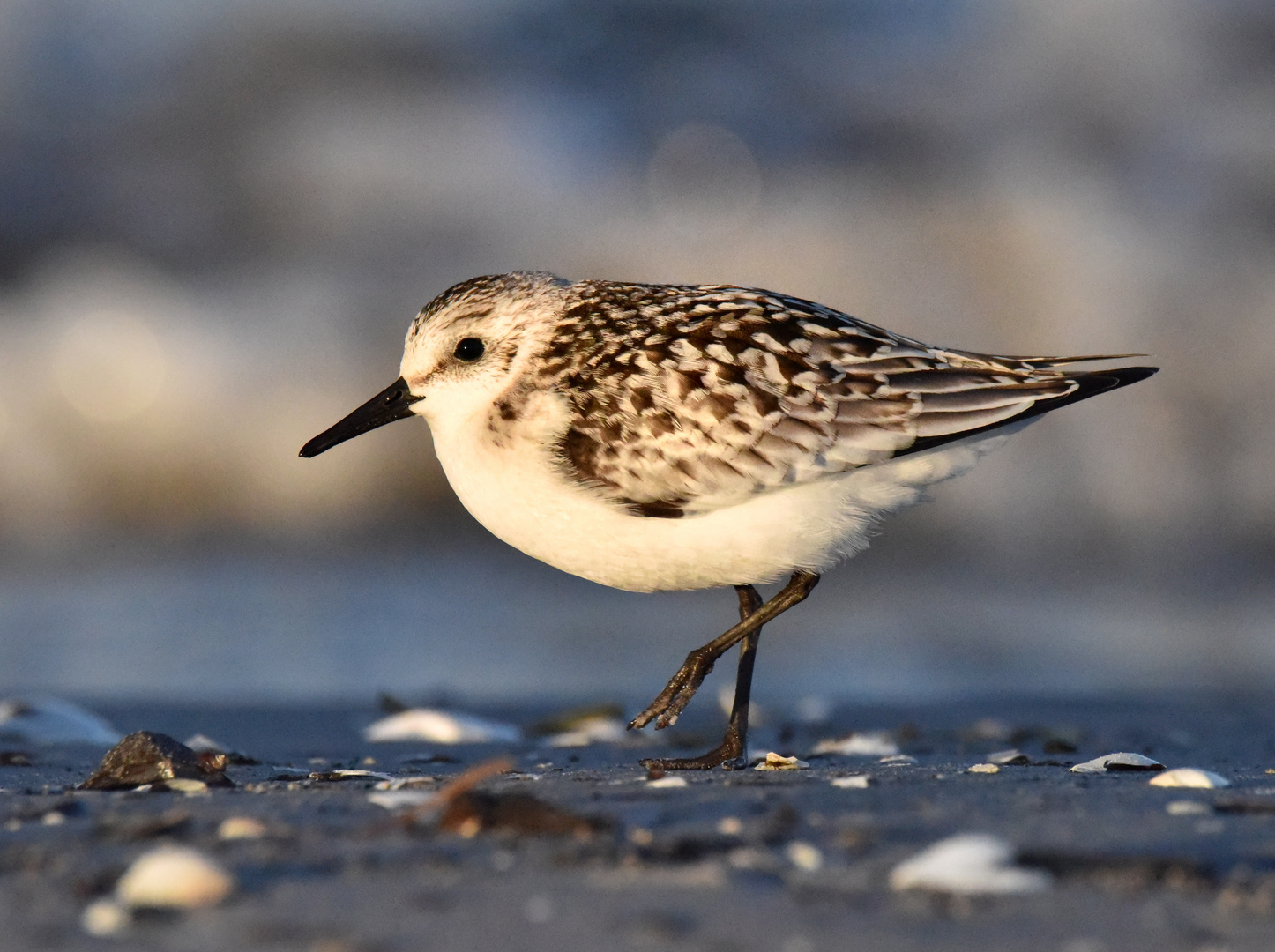 Der Sanderling Foto & Bild tiere, wildlife, wild lebende vögel Bilder