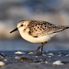 Der  Sanderling