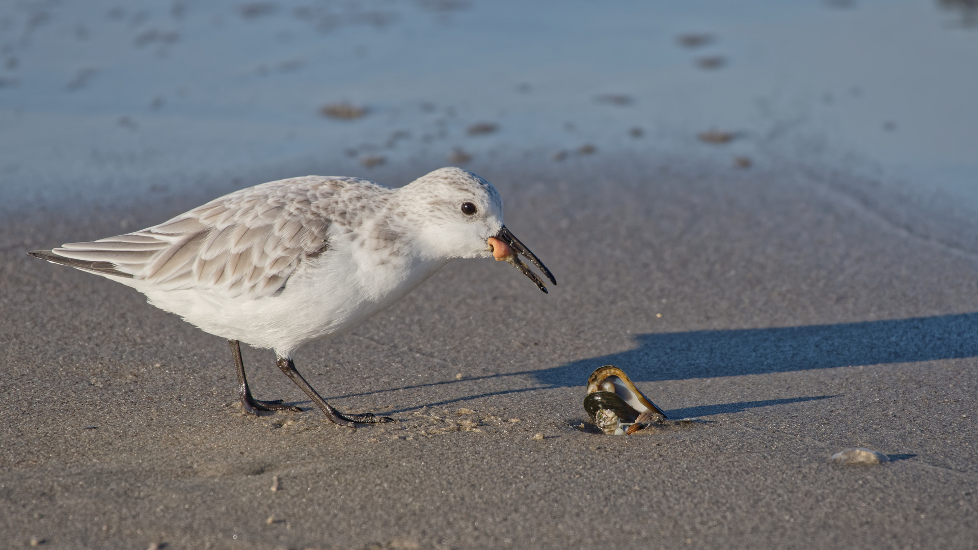 Der Sanderling hat auch sein Ding Foto & Bild tiere, wildlife, wild
