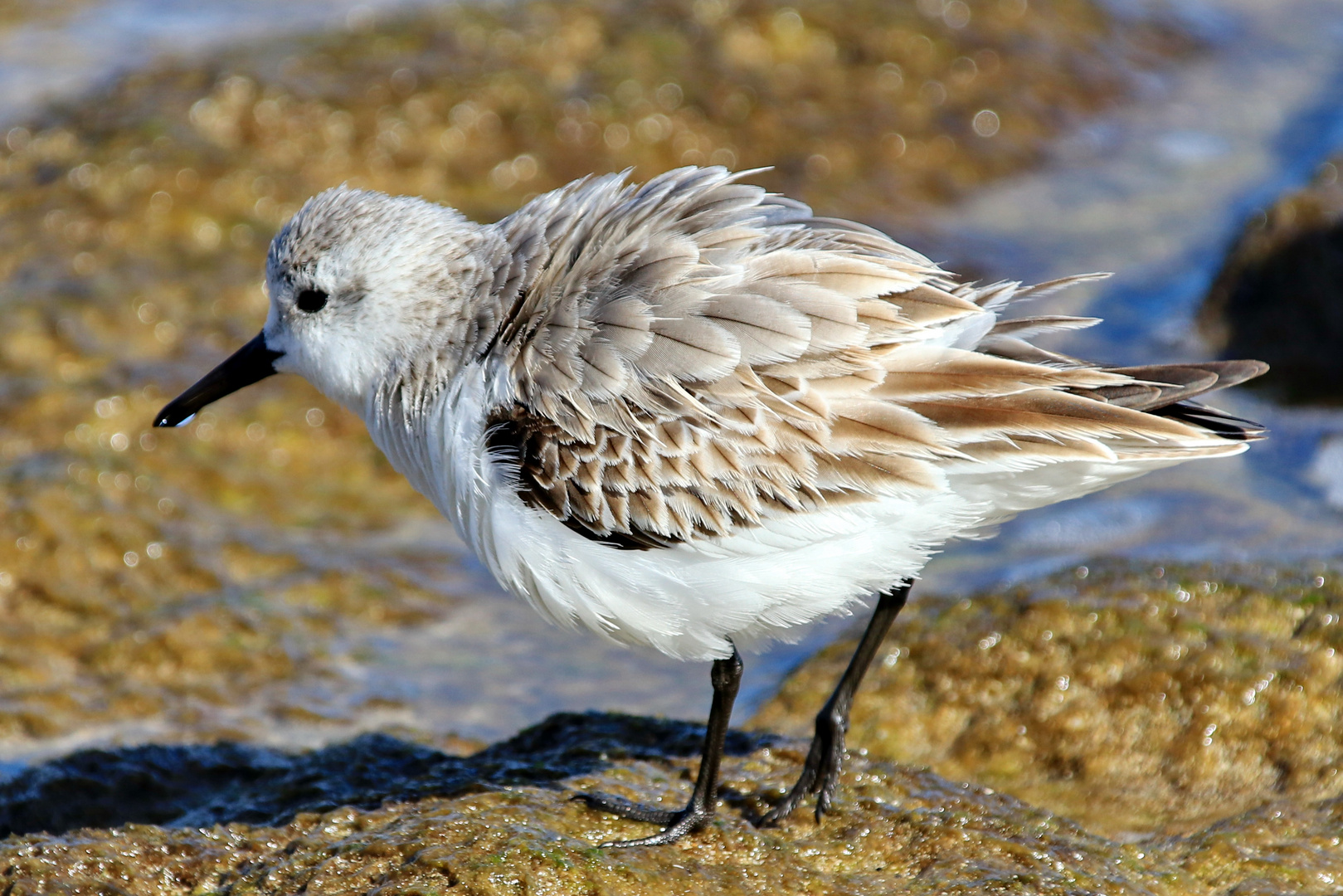 Der Sanderling ist ein... Foto & Bild natur, tiere, vögel Bilder auf