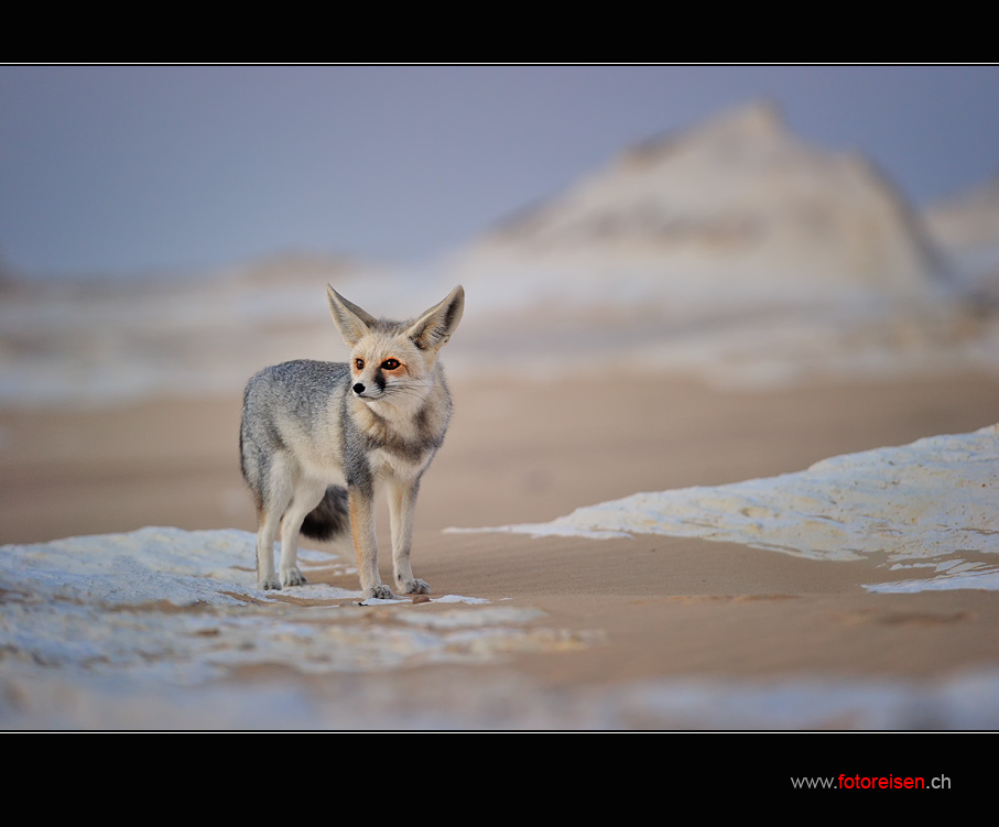 Der Sandfuchs