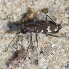 der Sandlaufkäfer (Cicindelinae) am Strand... 