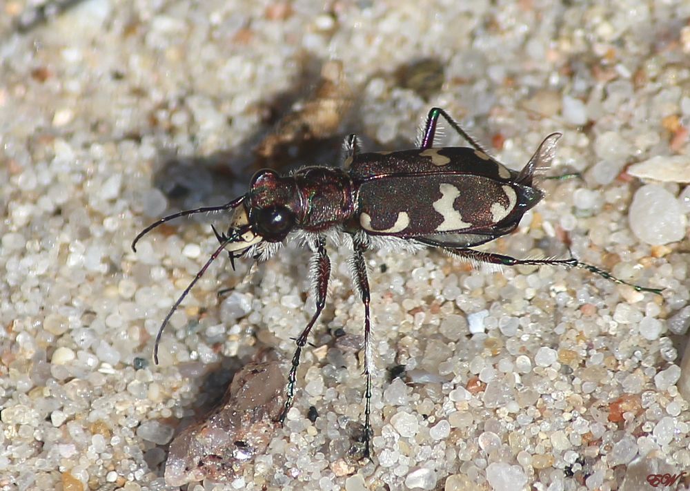 der Sandlaufkäfer (Cicindelinae) am Strand... 