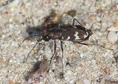 der Sandlaufkäfer (Cicindelinae) am Strand... 