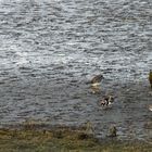 Der Sandregenpfeifer (Charadrius hiaticula)...