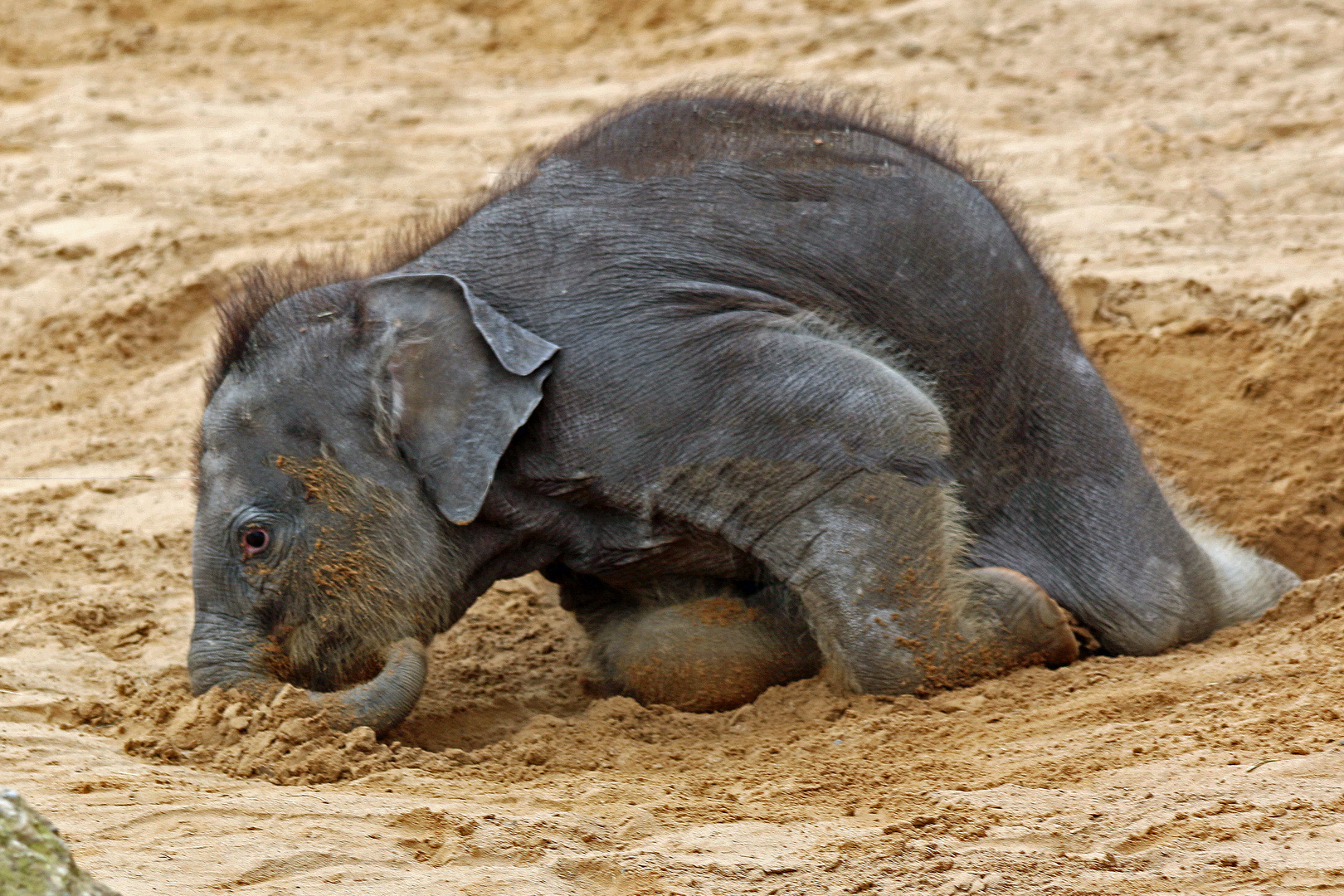 Der Sandschieber