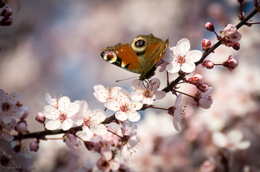 der sanfte Frühling ist da!