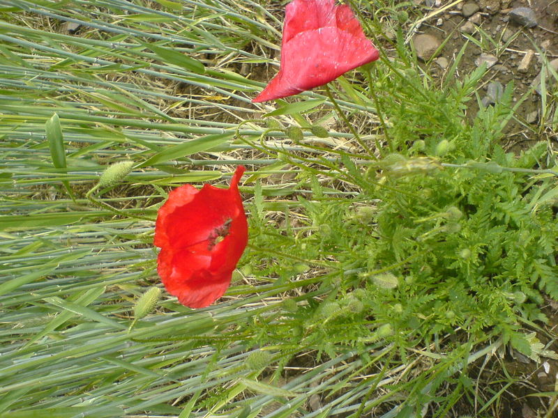 Der sanfte Mohn im wilden Gras