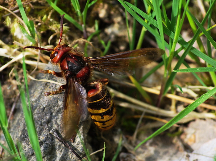 Der sanfte Riese fliegt nur einen Sommer