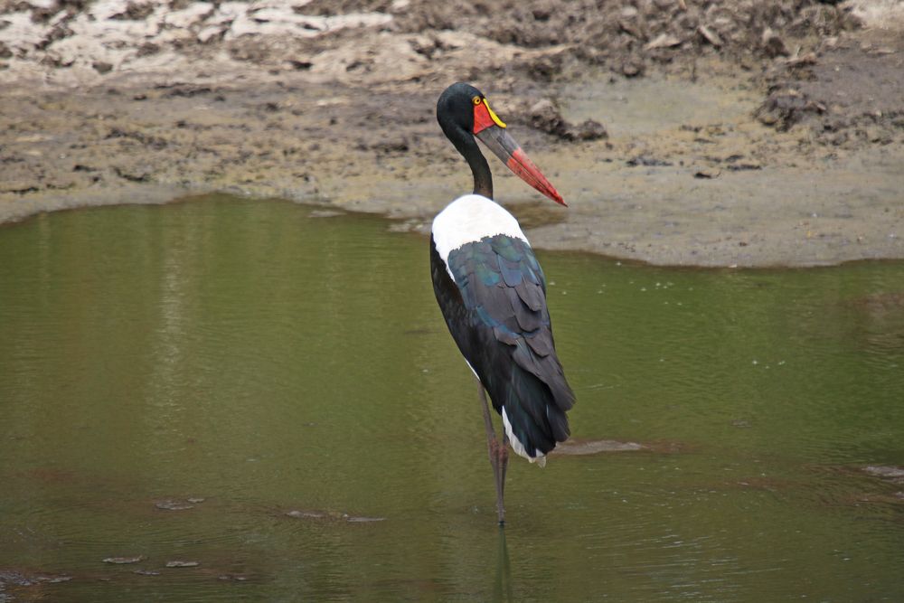 Der Sattelstorch