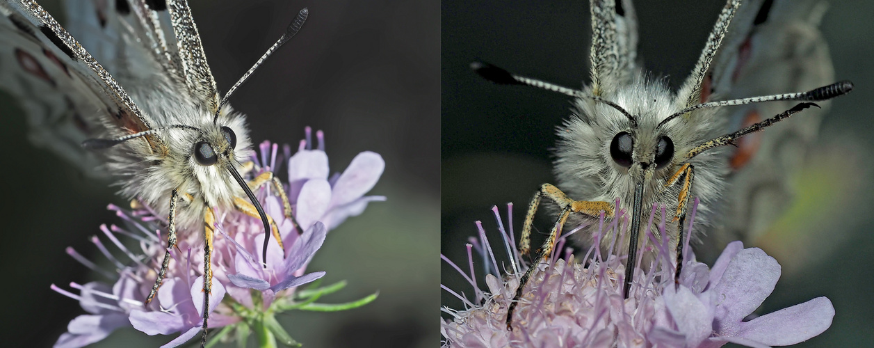 Der Saugrüssel vom Apollofalter (Parnassius apollo) - La trompe de l'Apollon rouge.