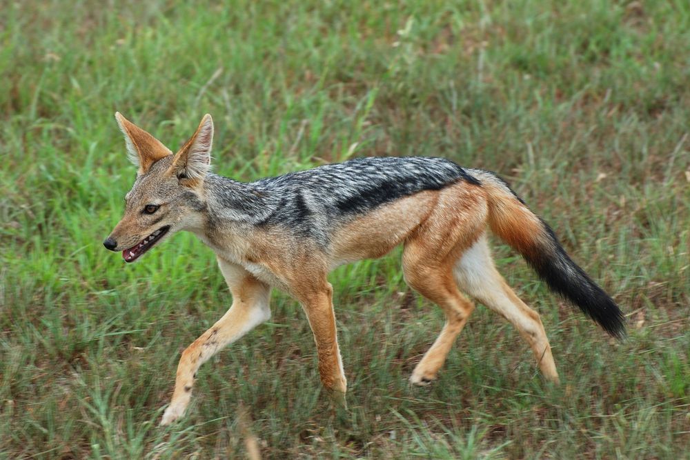 Der Schabrackenschakal (Canis mesomelas)....