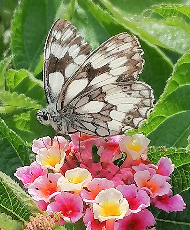 Der Schachbrett Schmetterling 