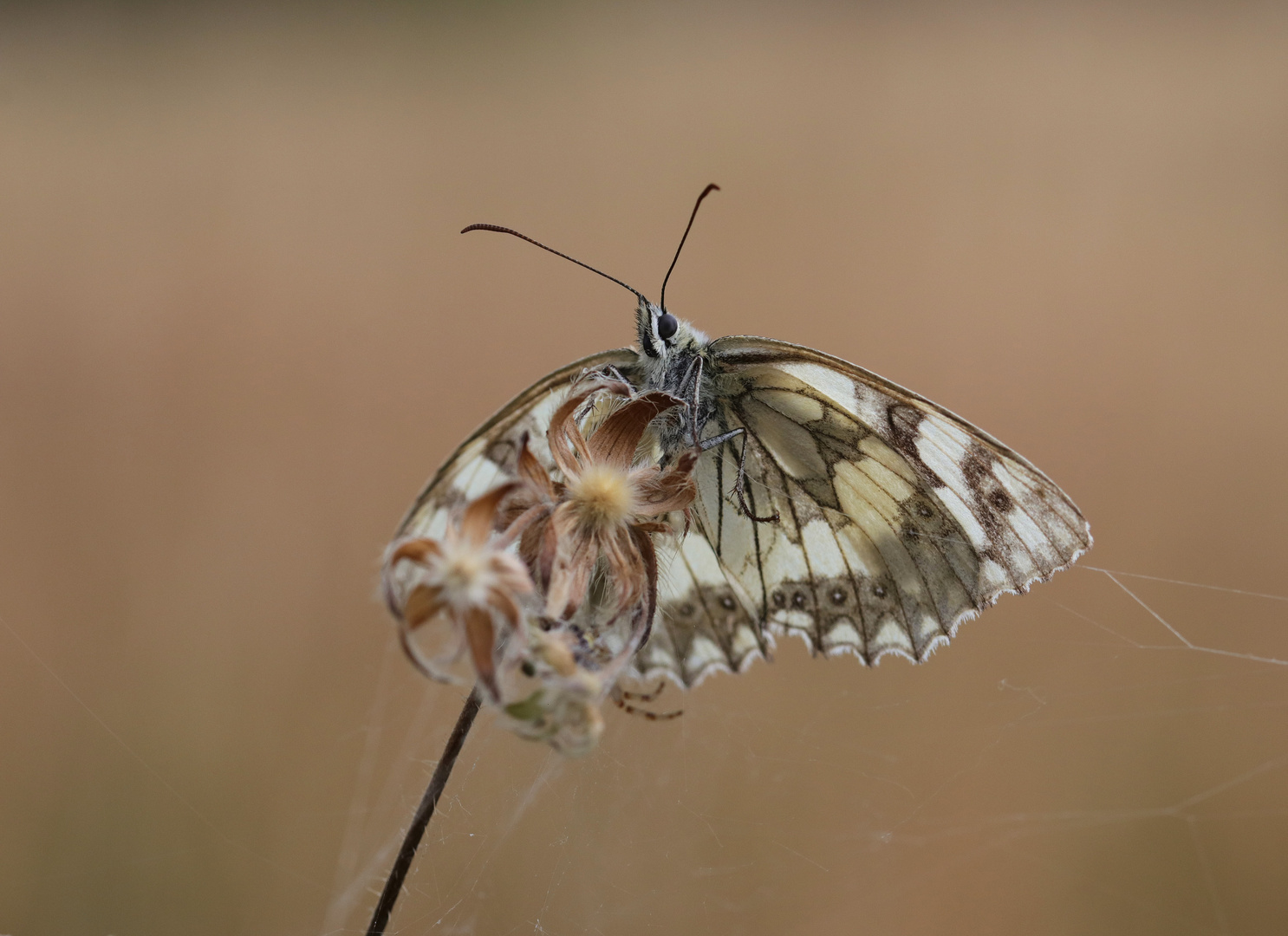 Der Schachbrettfalter