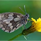 Der Schachbrettfalter (Melanargia galathea) ......