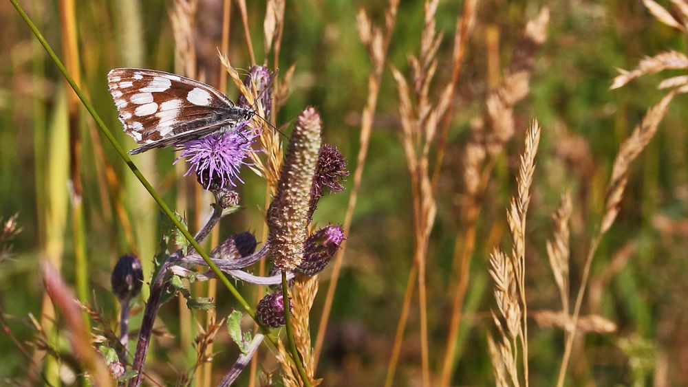 Der Schachbrettfalter ,Melanargia galathea zeigte sich vorgestern kooperativ....