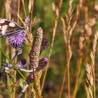 Der Schachbrettfalter ,Melanargia galathea zeigte sich vorgestern kooperativ....