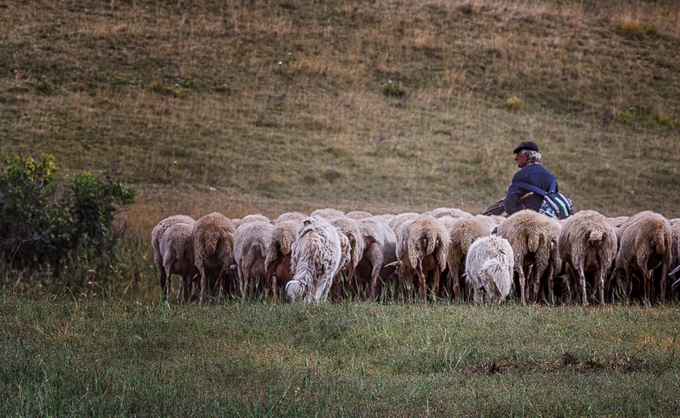 Der Schäfer Foto & Bild europe, italy, vatican city, s marino, italy
