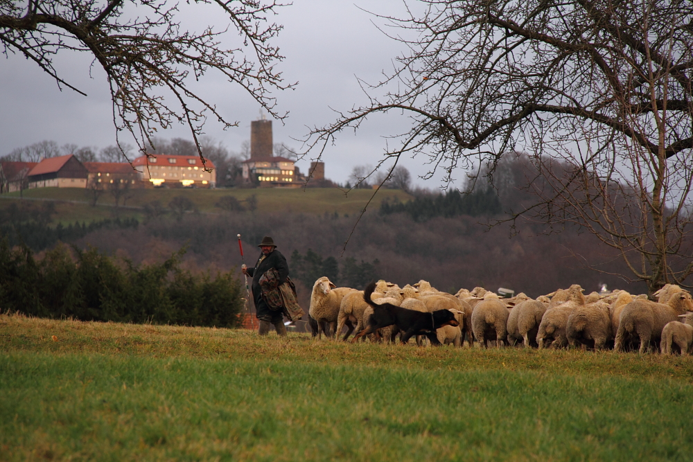 Der Schäfer