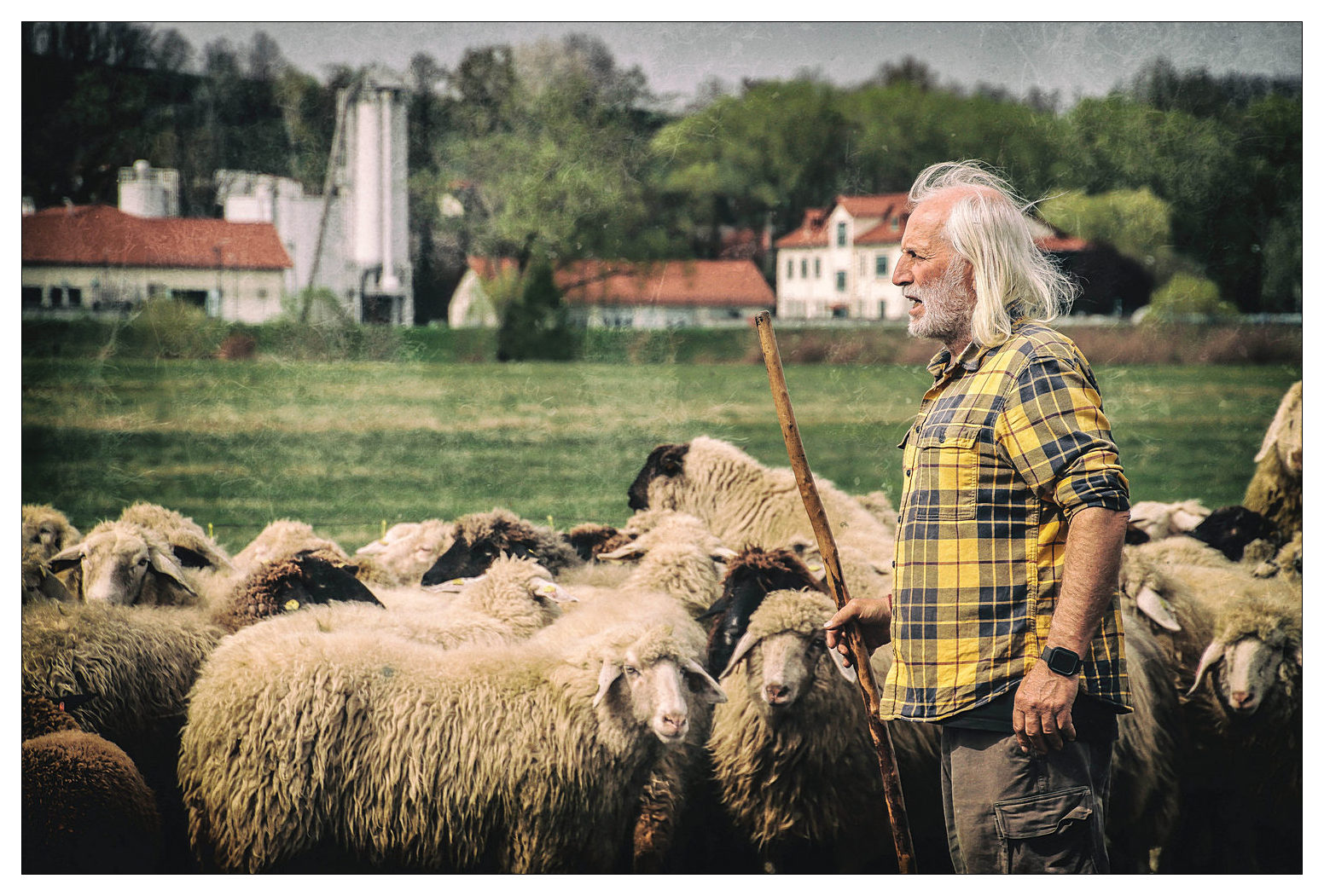 Der Schäfer und seine Herde