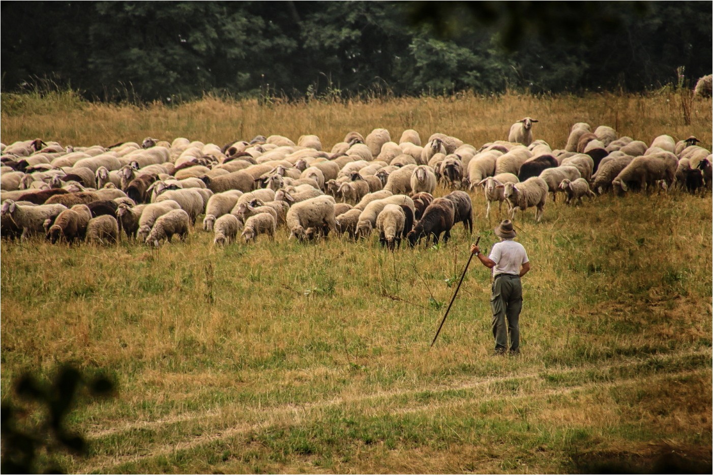 Der Schäfer und seine Herde