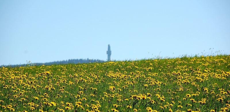 Der Schäfer und seine Löwen