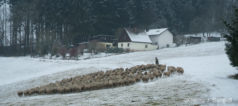 Der Schäfer von Birnbach - 1