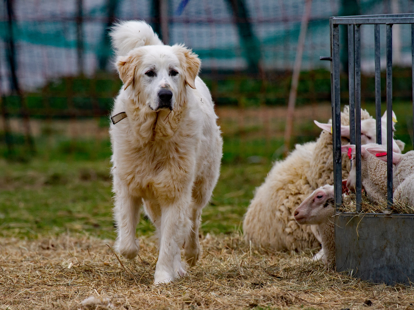 Der Schäferhund