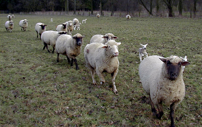 Der Schaf-Marsch