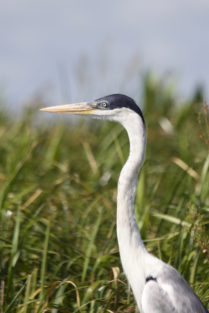 Der scharfe Blick