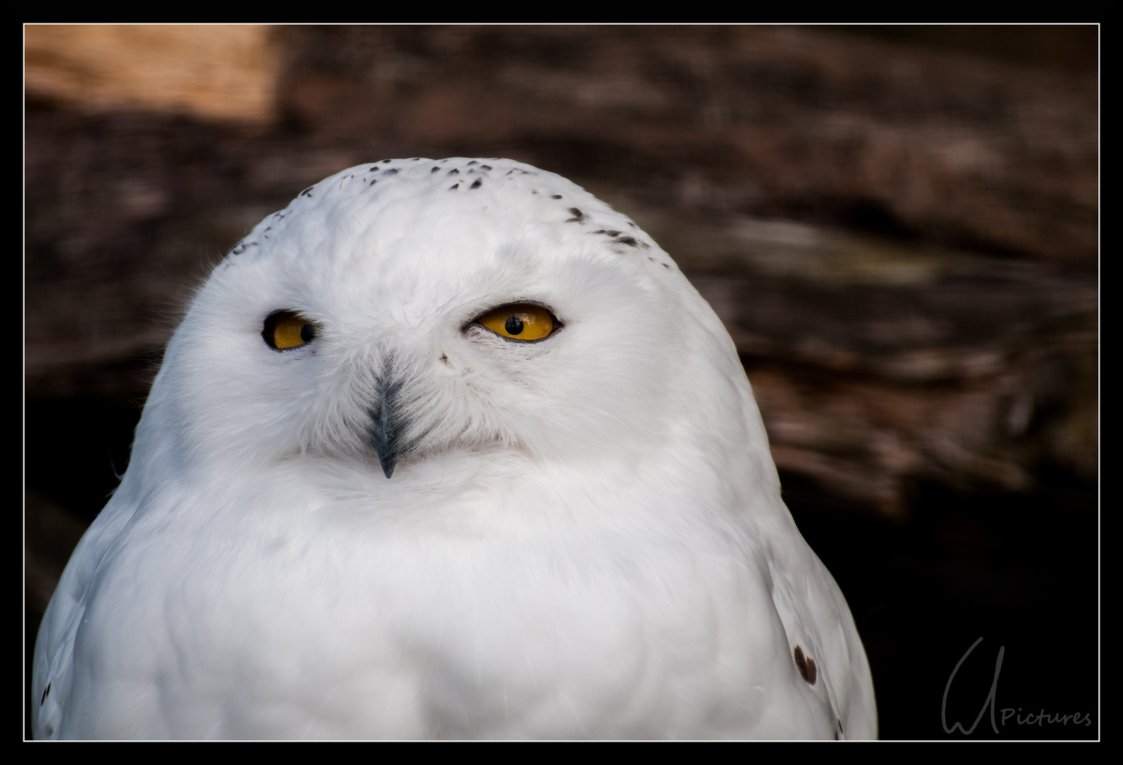 der scharfe Blick