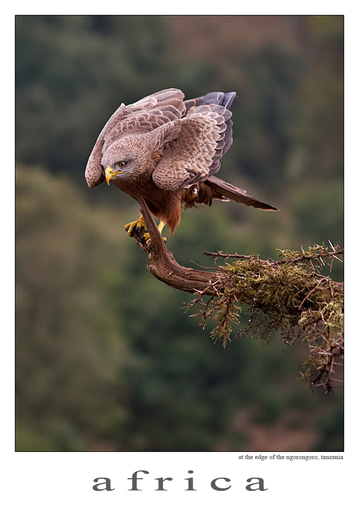 Der scharfe Blick (am Rande des Ngorongoro-Kraters, Tanzania, Afrika)