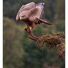 Der scharfe Blick (am Rande des Ngorongoro-Kraters, Tanzania, Afrika)