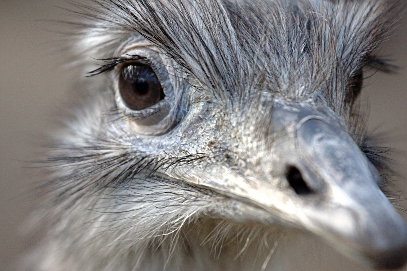 Der scharfe Blick