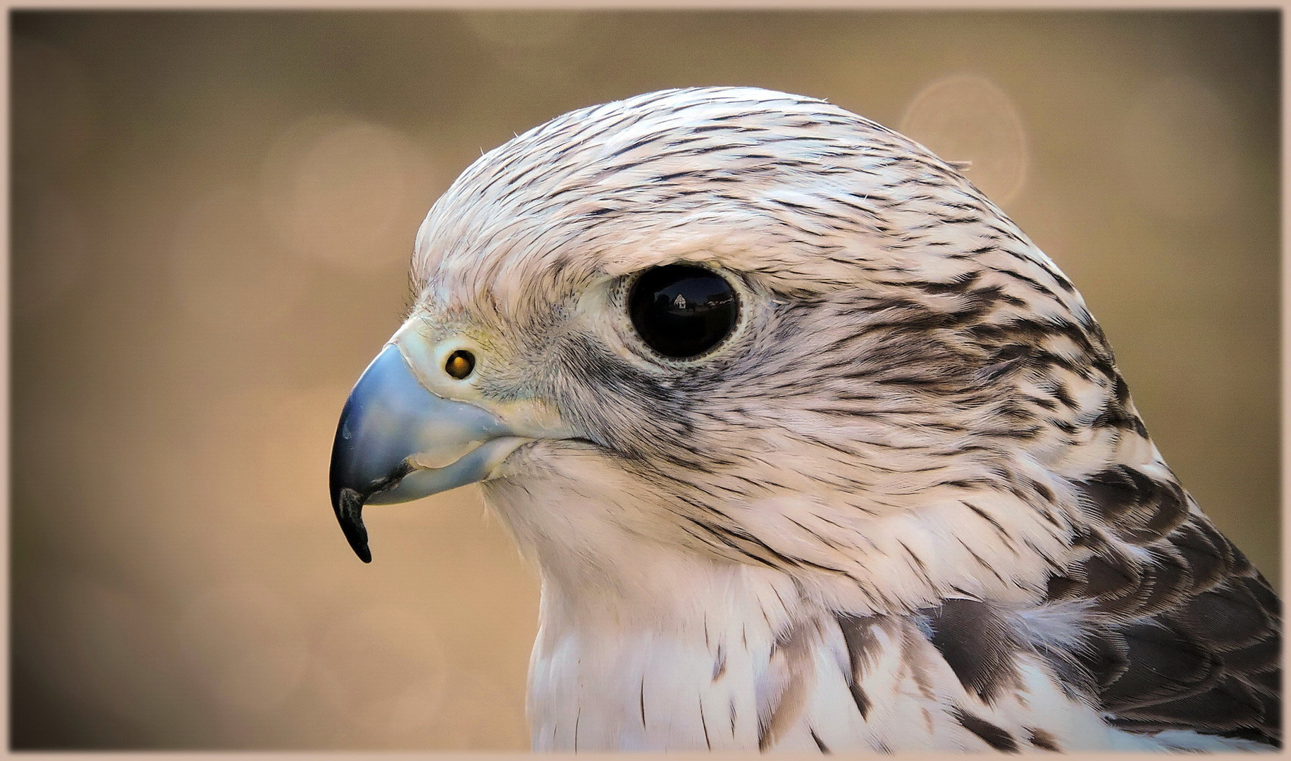 der scharfe Blick des Gerfalken