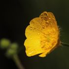 Der Scharfe Hahnenfuß (Ranunculus acris) - Nach dem Regen