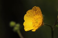 Der Scharfe Hahnenfuß (Ranunculus acris) - Nach dem Regen