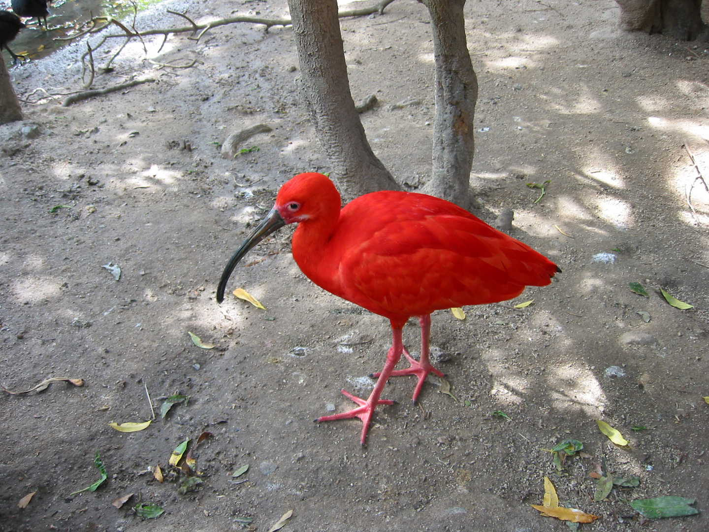 Der scharlachrote Ibis...