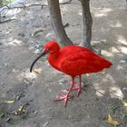 Der scharlachrote Ibis...