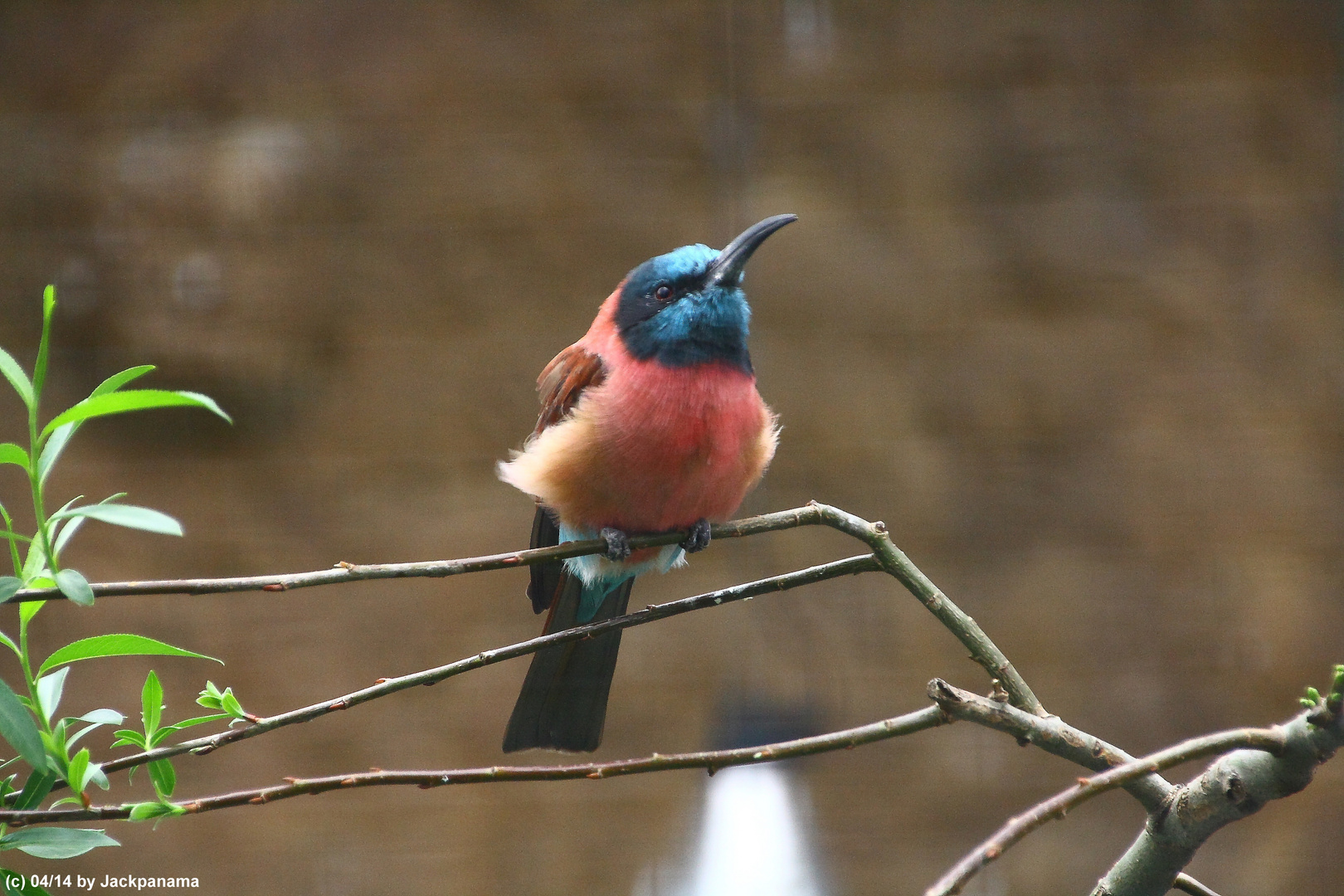 Der Scharlachspint (Merops nubicus)