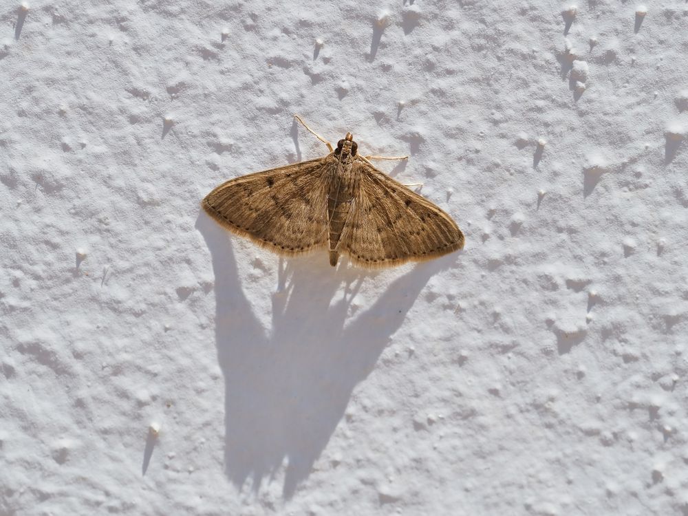 Der Schatten an der Wand - Herpetogramma licarsisalis