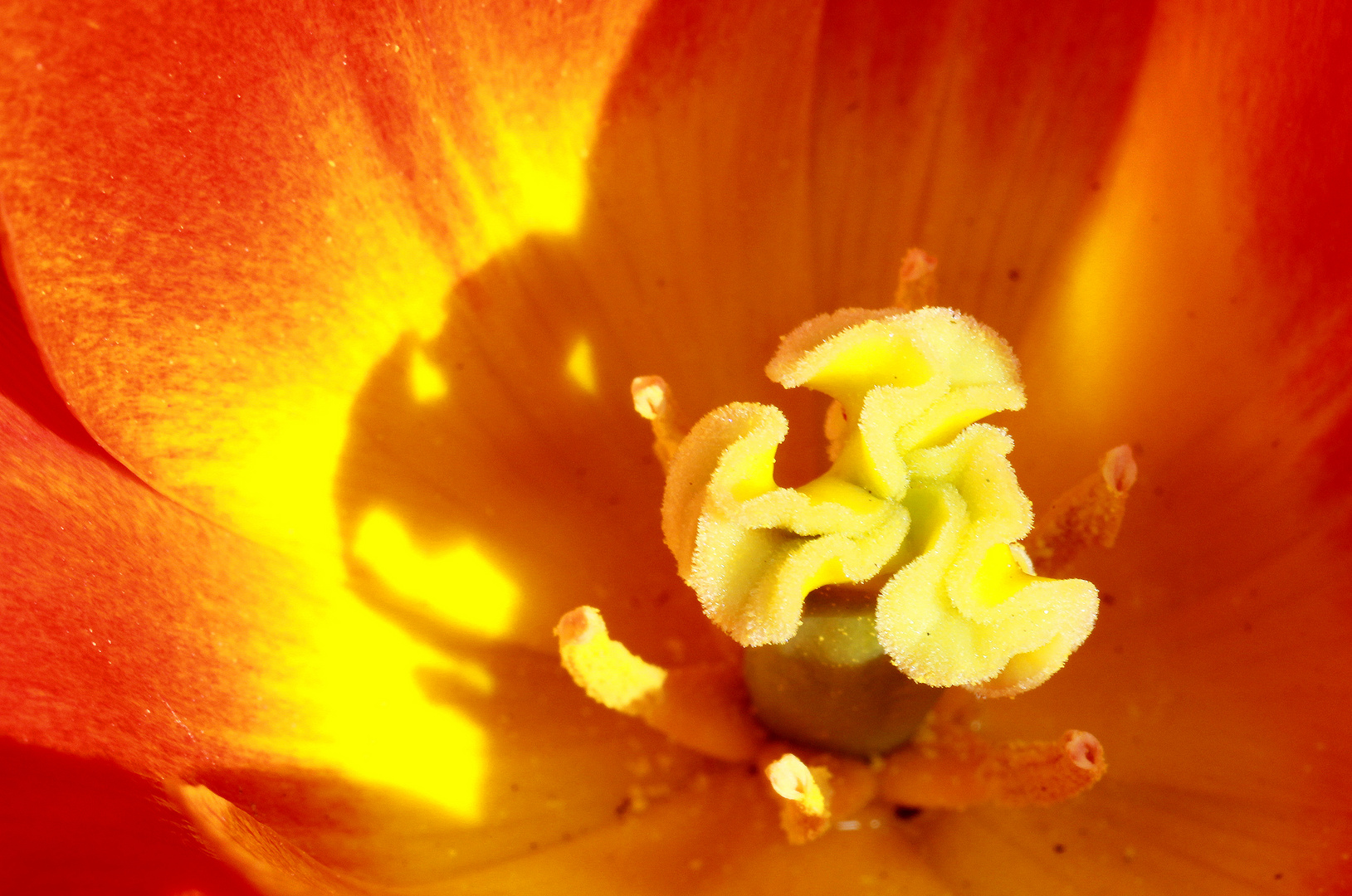 Der Schatten auf dem Blütenblatt, Tulpe