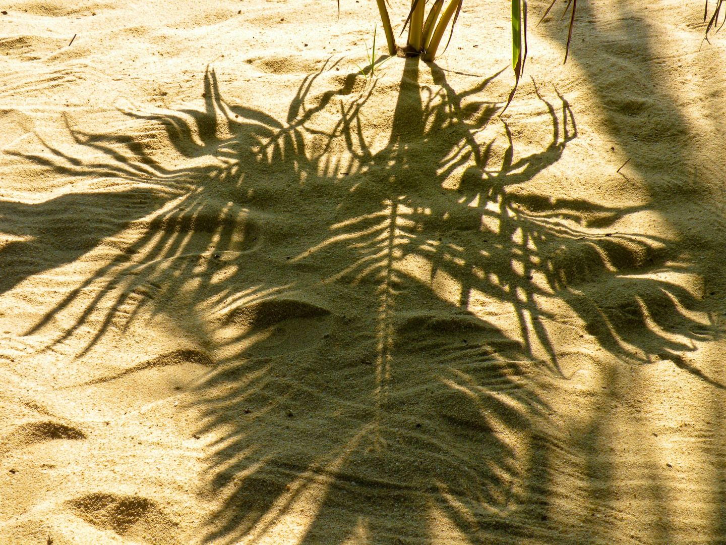 Der Schatten der Palme