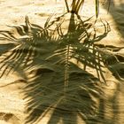 Der Schatten der Palme