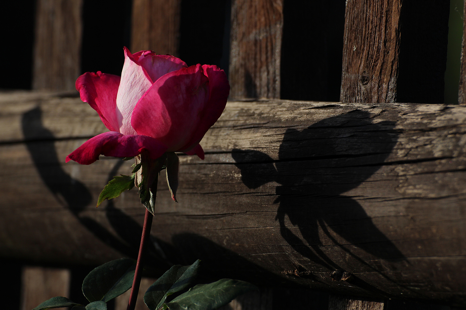 Der Schatten der Rose