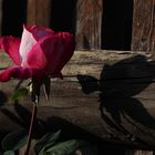 Der Schatten der Rose