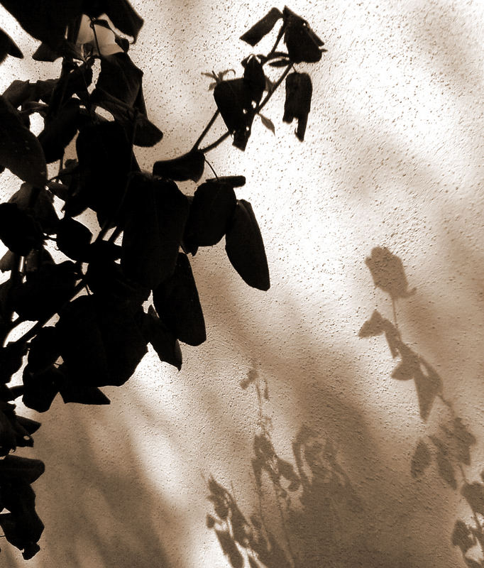 Der Schatten der Rose - monochrom