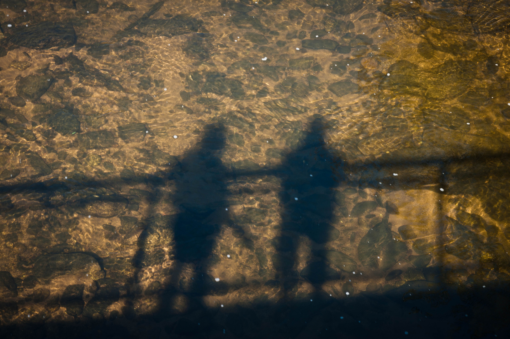 Der Schatten erfrischt sich im Bach